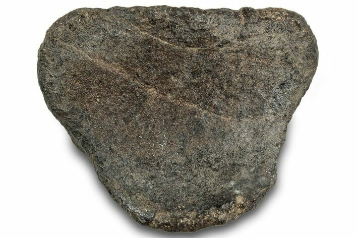 Fossil Iguanodon Phalanx (Toe Bone) - Isle of Wight, England #316950